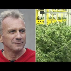 San Francisco 49ers tale Joe Montana is getting into into the marijuana industry