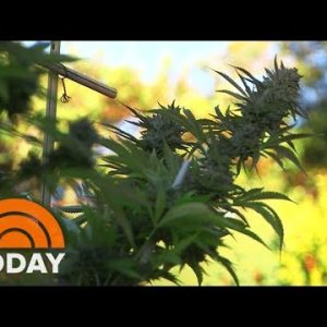 Marijuana Turns into A Large Replace With Edibles | TODAY