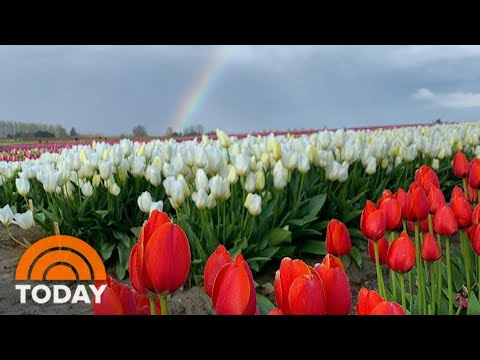 How 4 Site visitors Saved Their Tulip Trade In the midst of The Pandemic | TODAY