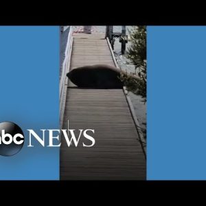 Elephant seal interrupts business on Australia pier