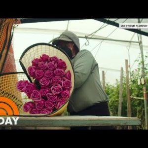 Substitute Is Intellectual For Valentine’s Day Plant life Amid Pandemic | TODAY
