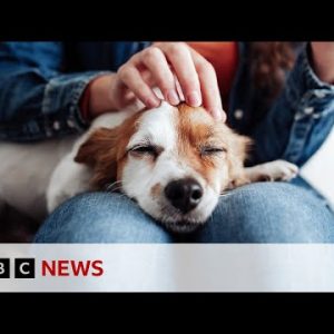 Interior the growing industry of pet cloning | BBC Data